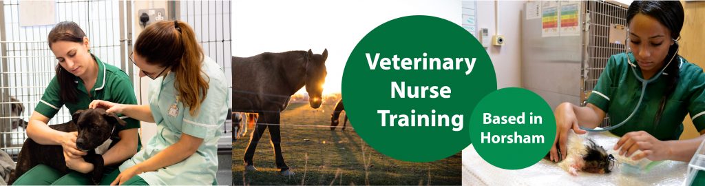 Veterinary Nurse Training Horsham