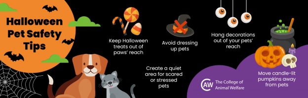 Pet Safety Halloween
