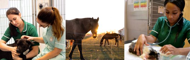 Veterinary Nursing Satellite Centres