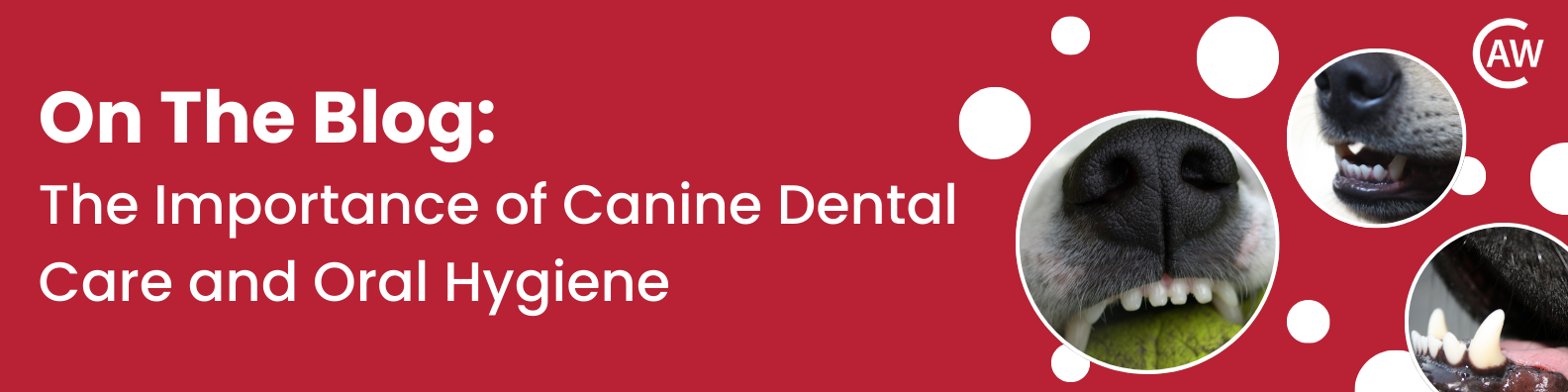 On The Blog - The Importance of Canine Dental Care and Oral Hygiene Blog Banner