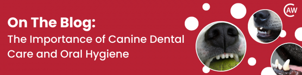 On The Blog - The Importance of Canine Dental Care and Oral Hygiene Blog Banner