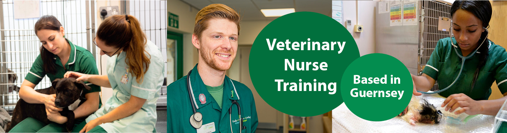 Veterinary Nursing Courses Guernsey