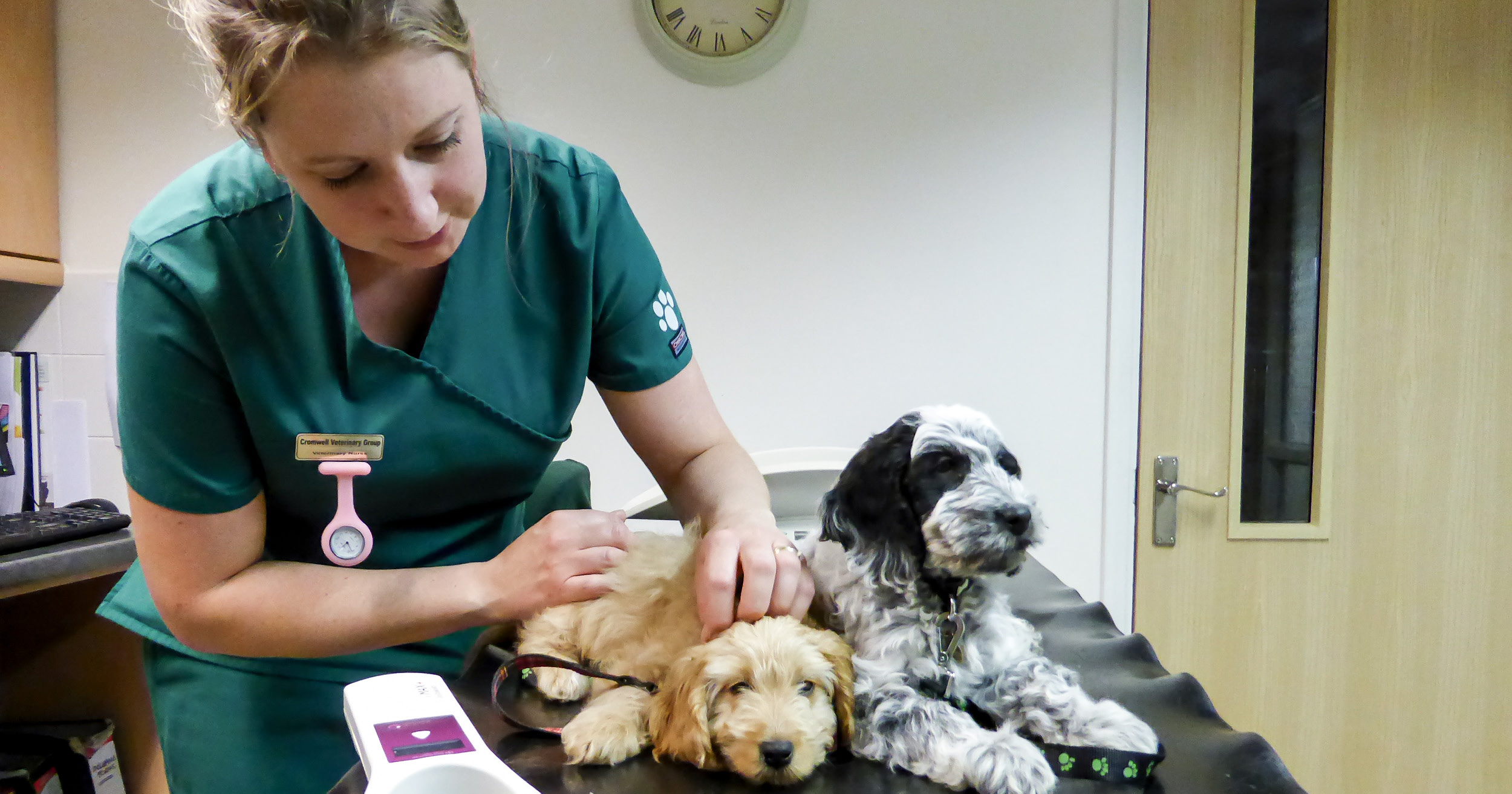 Veterinary Nurse Progression