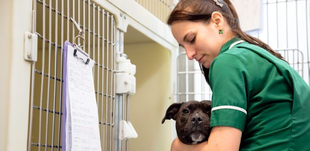 How Veterinary Nurses Can Improve Owner Compliance