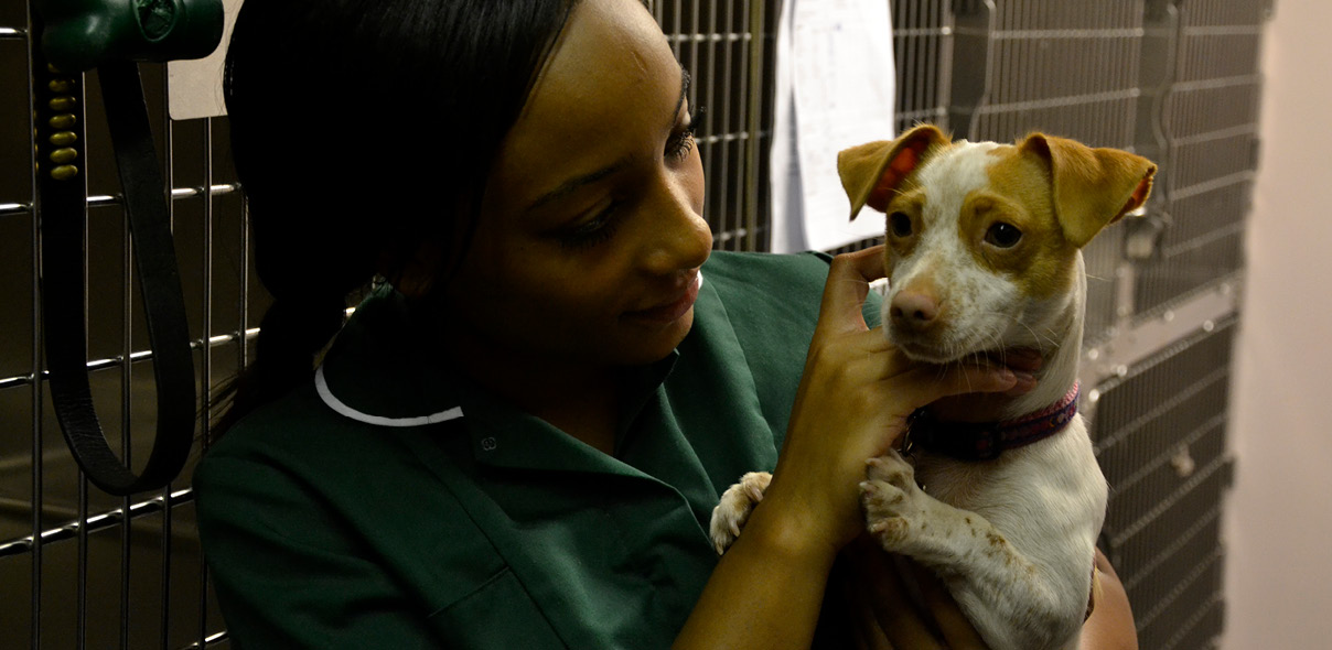 Compassion Fatigue in Veterinary Nurse Consults