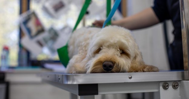 A Day in the Life of a Dog Groomer