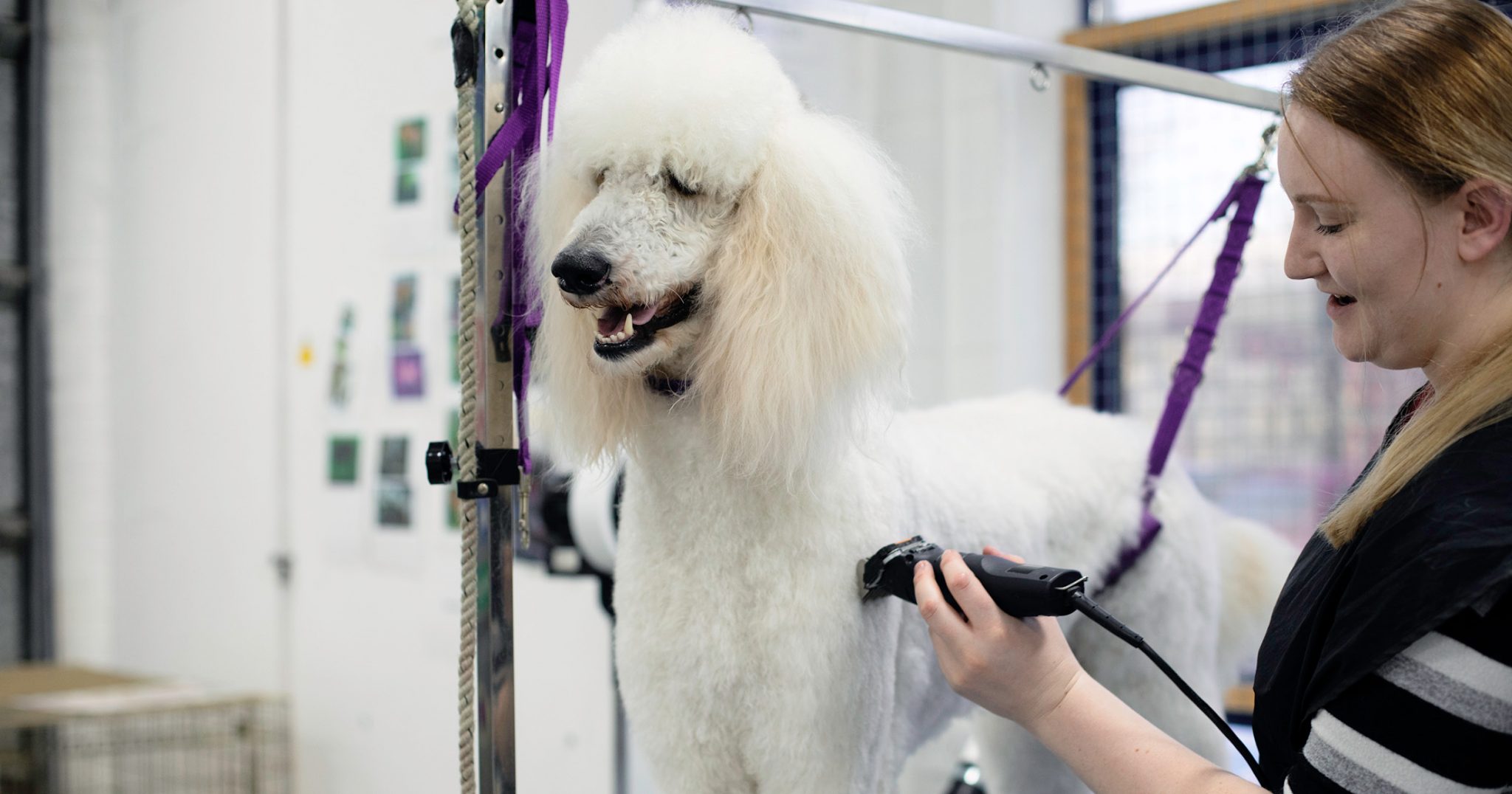 Do You Need Qualifications to Become a Dog … | CAW News