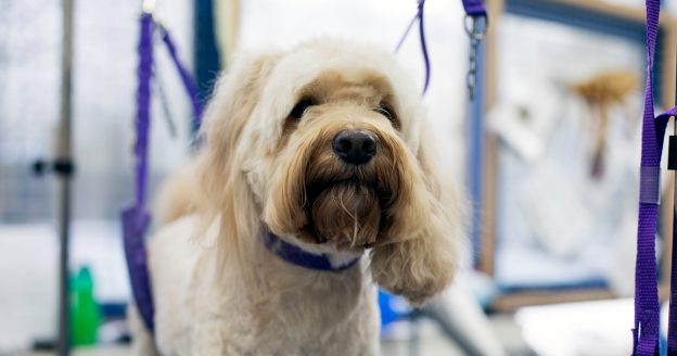 How Our Dog Grooming Courses Can Help You Become Your Own Boss