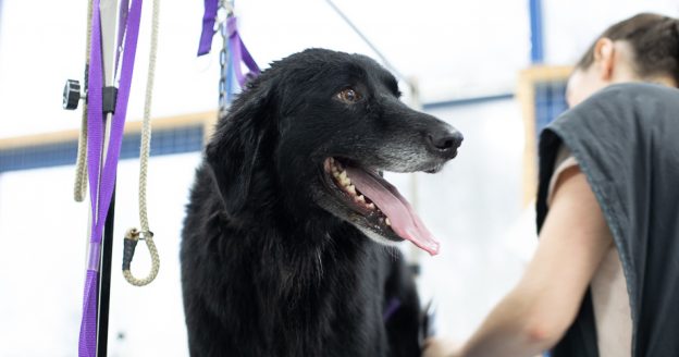 Why Dog Grooming Is One of the Fastest Growing Careers for Dog Lovers