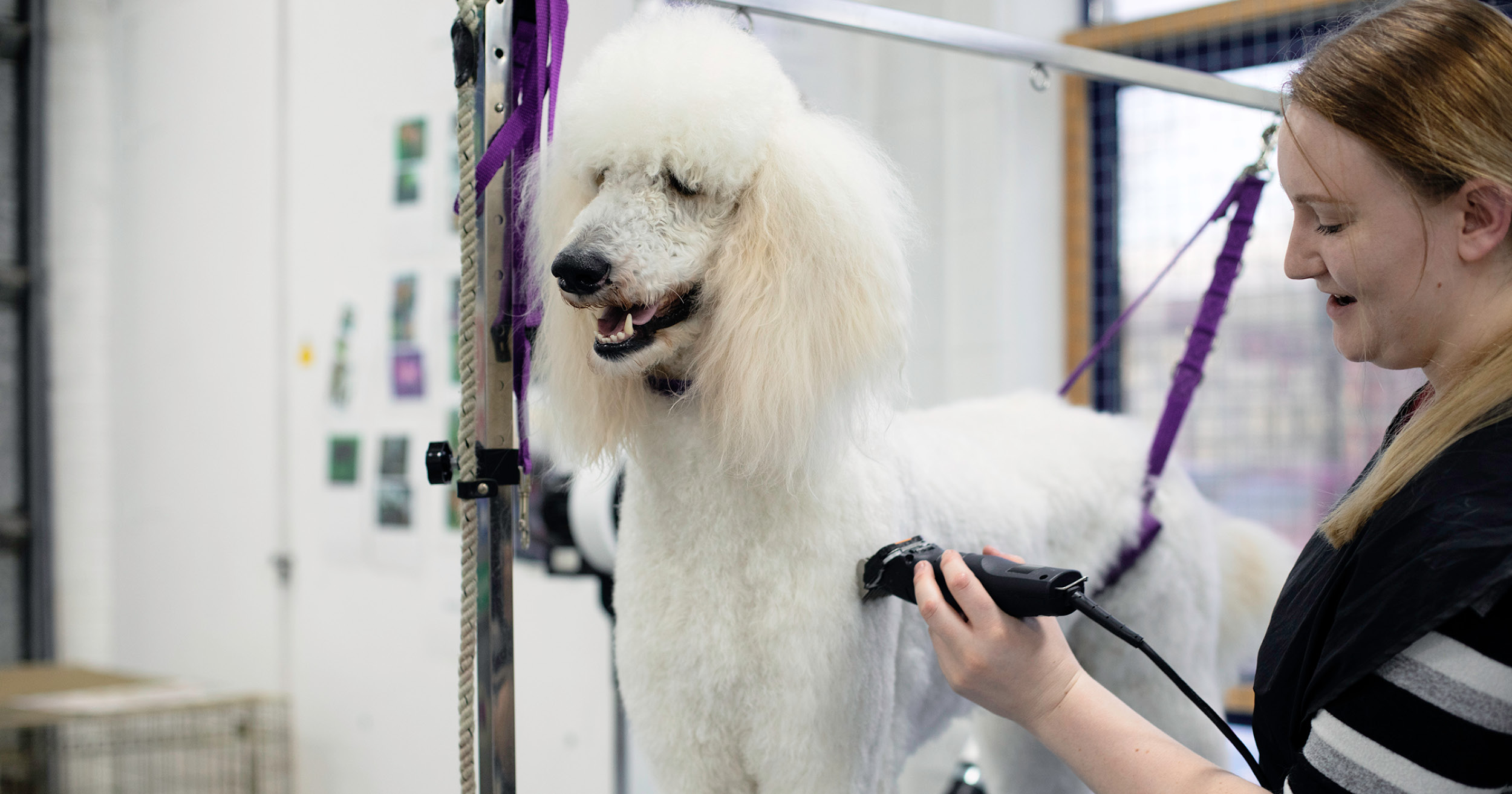 Do You Need Qualifications to Become a Dog Groomer in the UK