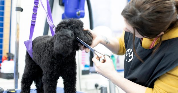 Is Dog Grooming a Creative Career