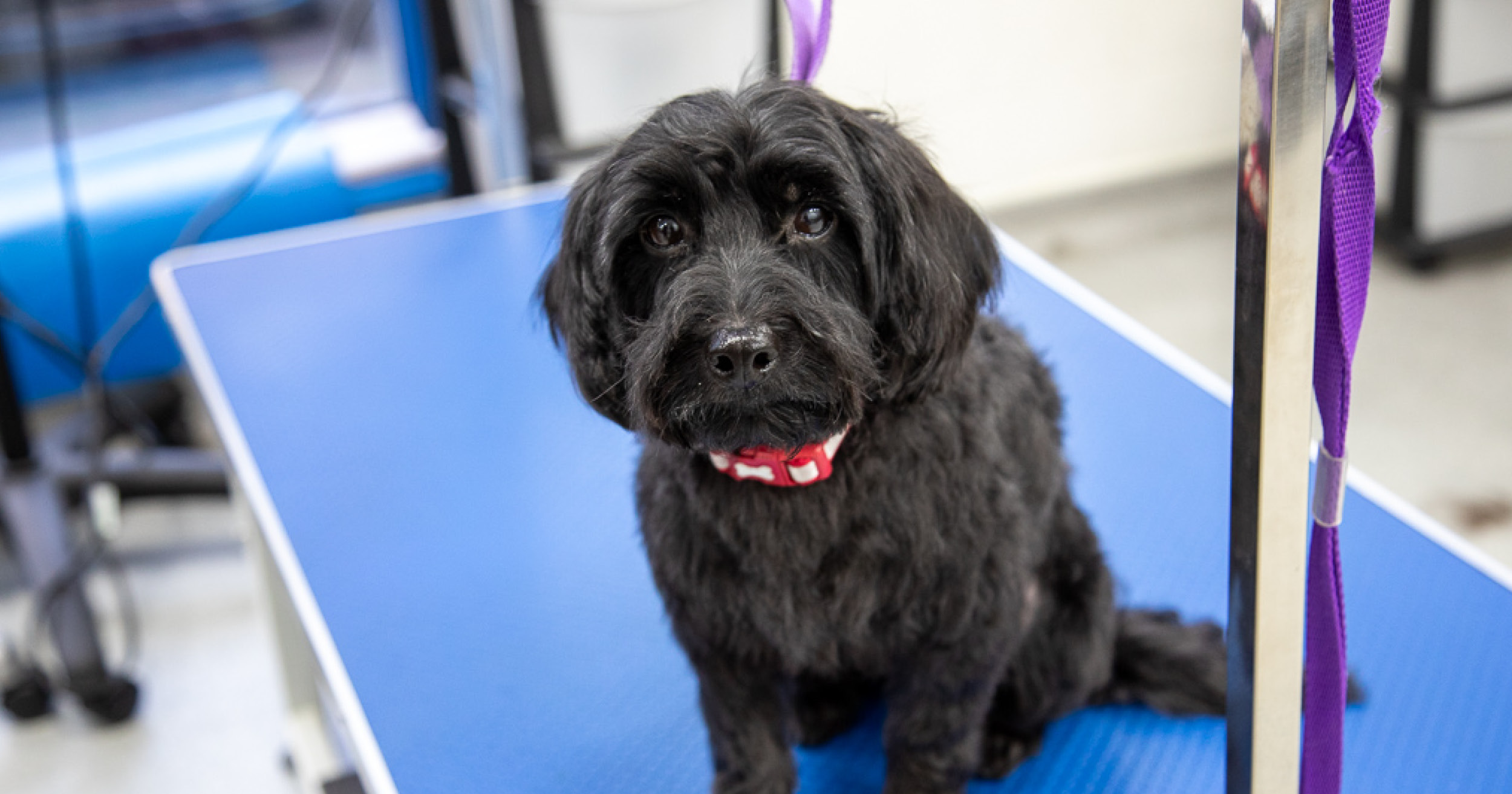 Is Dog Grooming the Career for You