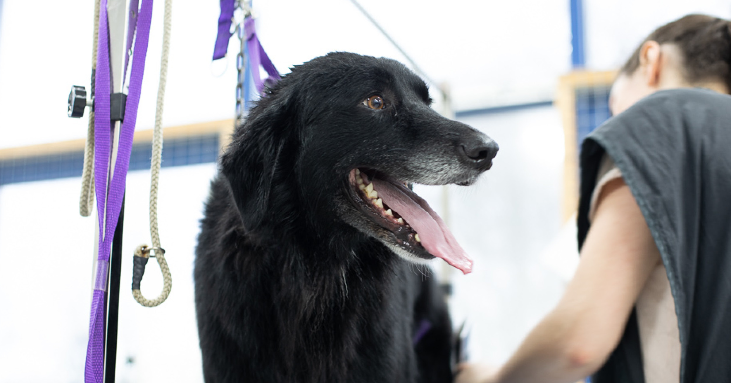 Why Dog Grooming Is One of the Fastest Growing Careers for Dog Lovers