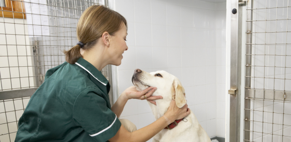 Why Veterinary Nursing Is More Than Just a Job