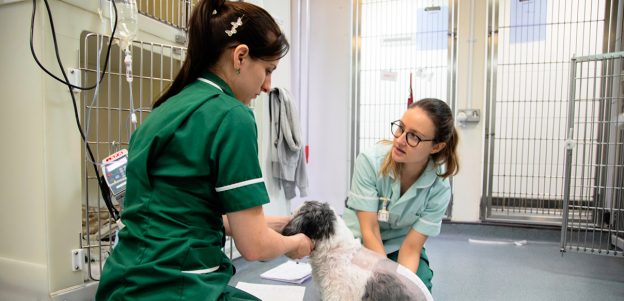 Why RVNs and Vets Make Brilliant Teachers and How to Become One