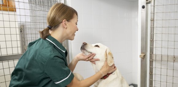 Why Veterinary Nursing Is More Than Just a Job
