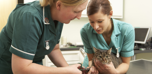 When Things Don’t Go to Plan Supporting Struggling SVNs with Compassion and Clarity