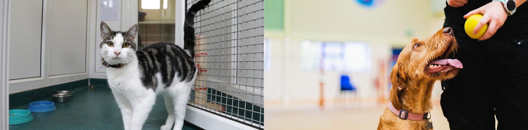 Animal Care Apprenticeships