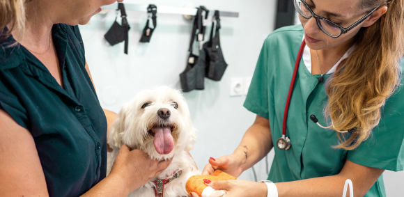 From Student to Star RVN Mapping the Ideal SVN Journey in Practice