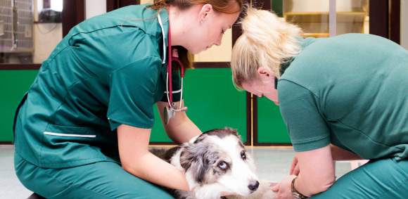 RCVS Compliance for TPs