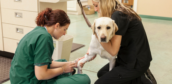 The secret to building a resilient veterinary nursing team
