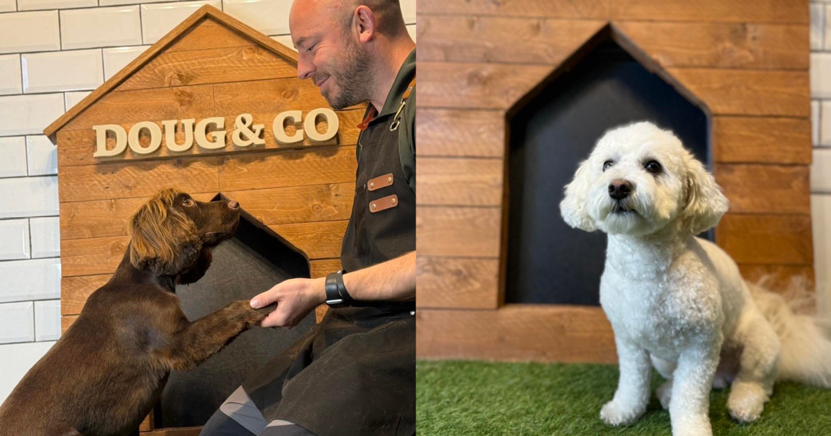 Two photos of Jon and two of the dogs he has groomed