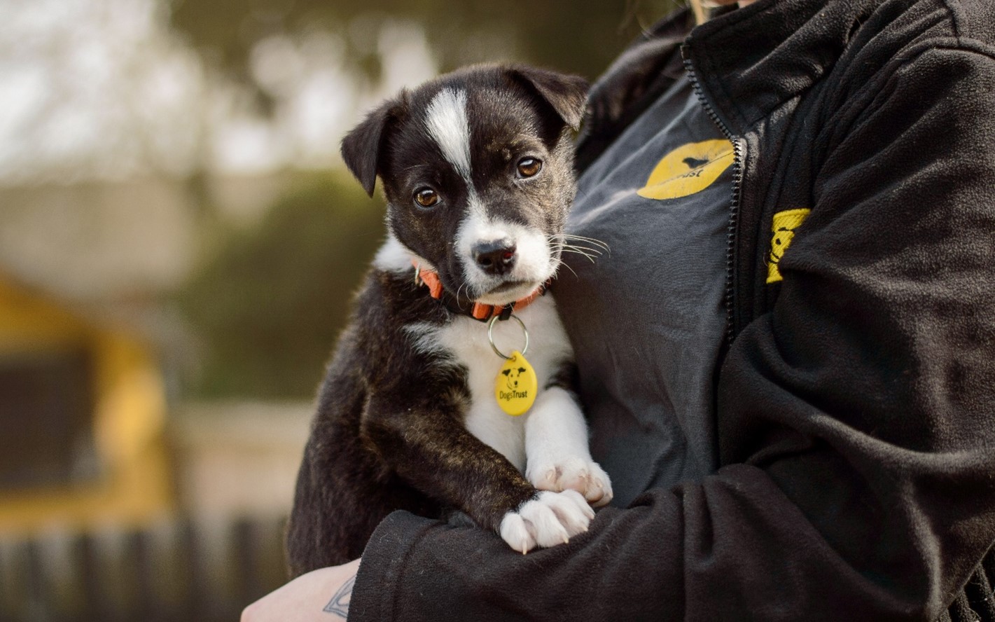 A black and white puppy wearing a Dogs Trust collar and tag looks is held in the arms of a Dogs Trust volunteer