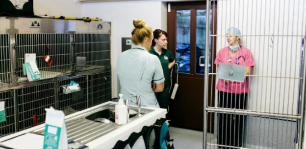 Why Apprenticeships Make Sense for Veterinary Practices
