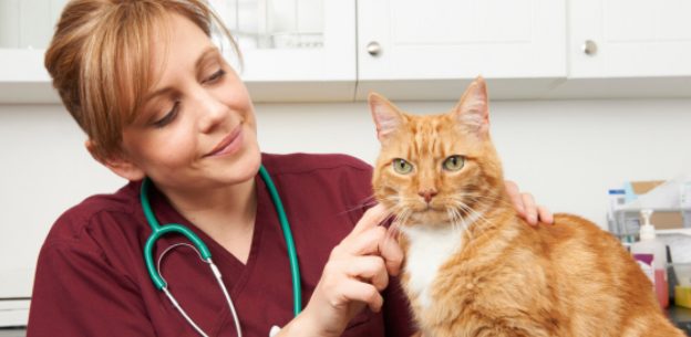 Strengthen Your Veterinary Practice with Formal Training for Veterinary Care Assistants (VCAs)