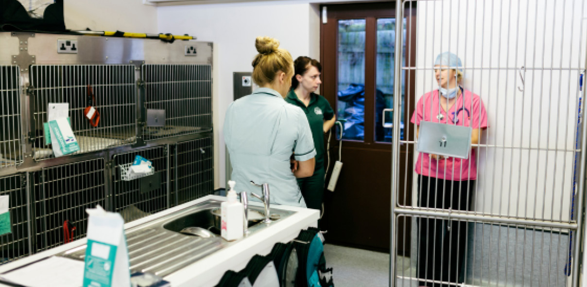 Why Apprenticeships Make Sense for Veterinary Practices