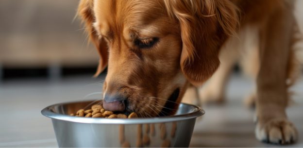 Nutrition Clinics for Veterinary Nurses How to Lead Diet Clinics in Practice