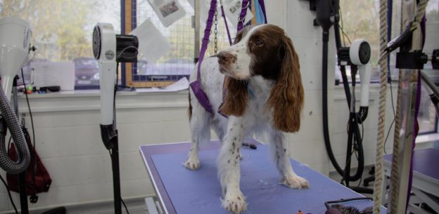 How to Recruit A Dog Grooming Apprentice