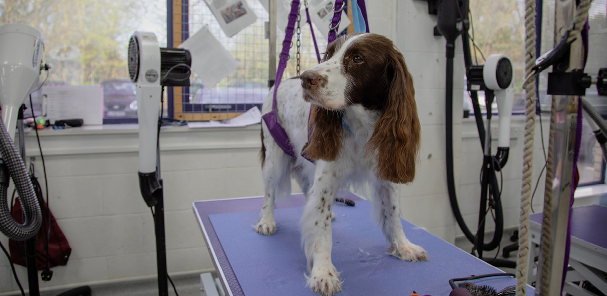 How to Recruit A Dog Grooming Apprentice
