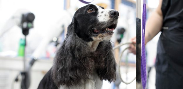 Is Your Dog Grooming Business Ready for an Apprentice