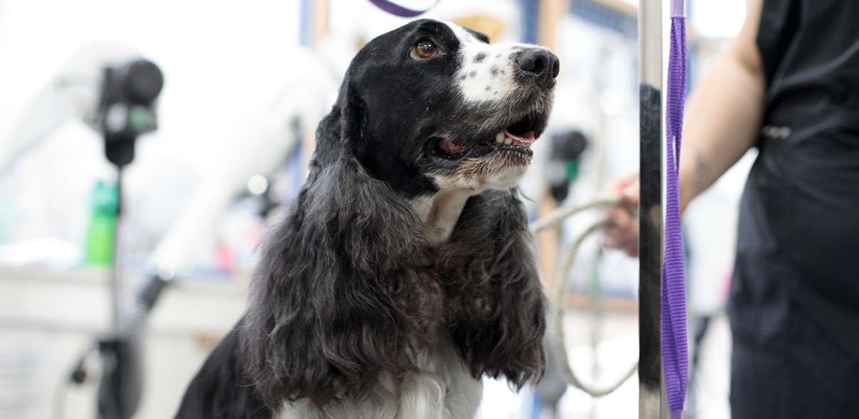 Is Your Dog Grooming Business Ready for an Apprentice