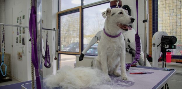 Is a Dog Grooming Apprenticeship Worth It for Employers