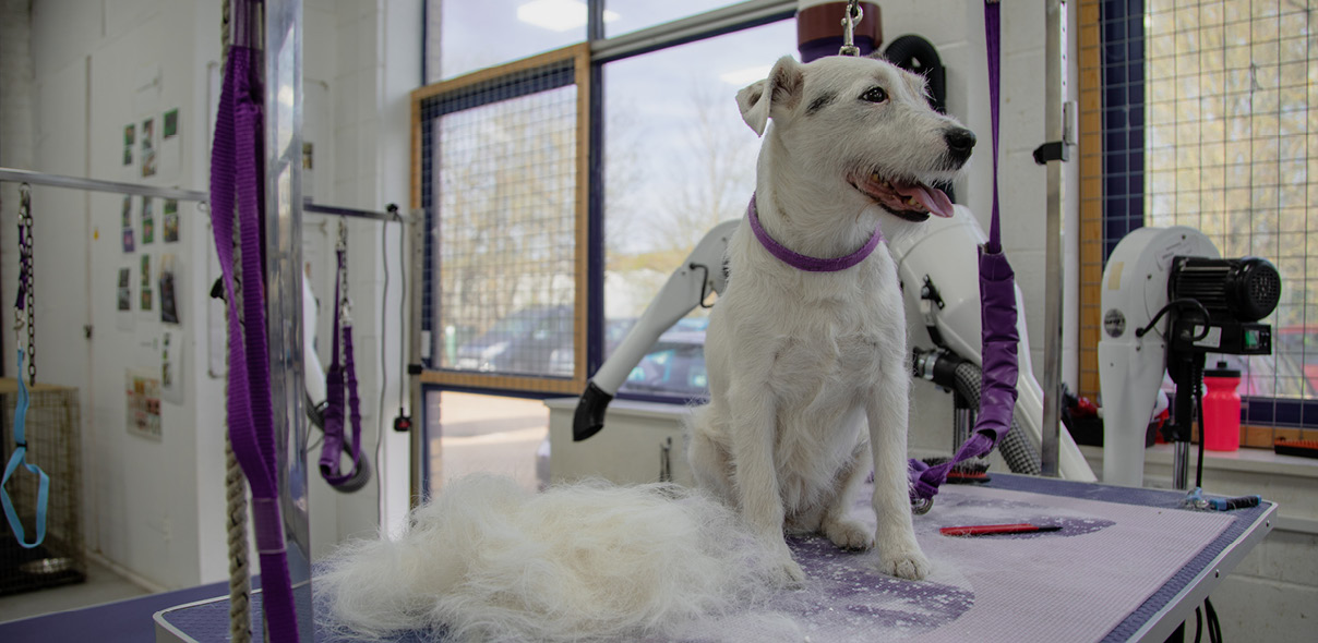 Is a Dog Grooming Apprenticeship Worth It for Employers