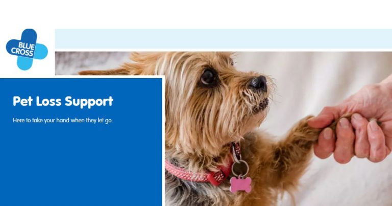 Yorkshire terrier with its paw in a man's hand