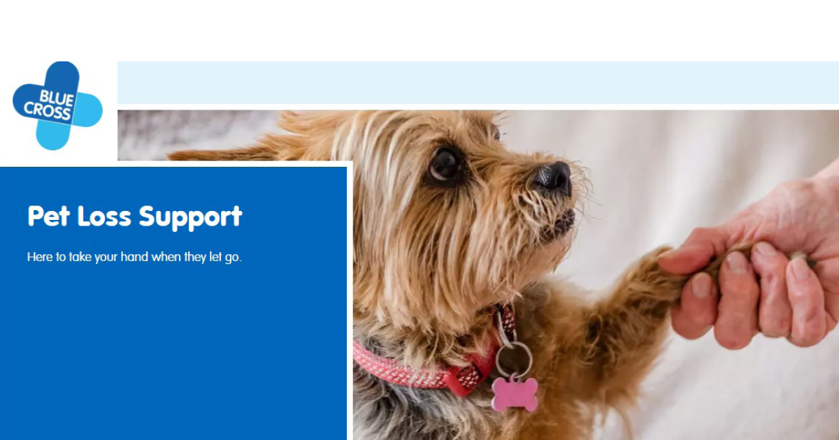 Yorkshire terrier with its paw in a man's hand