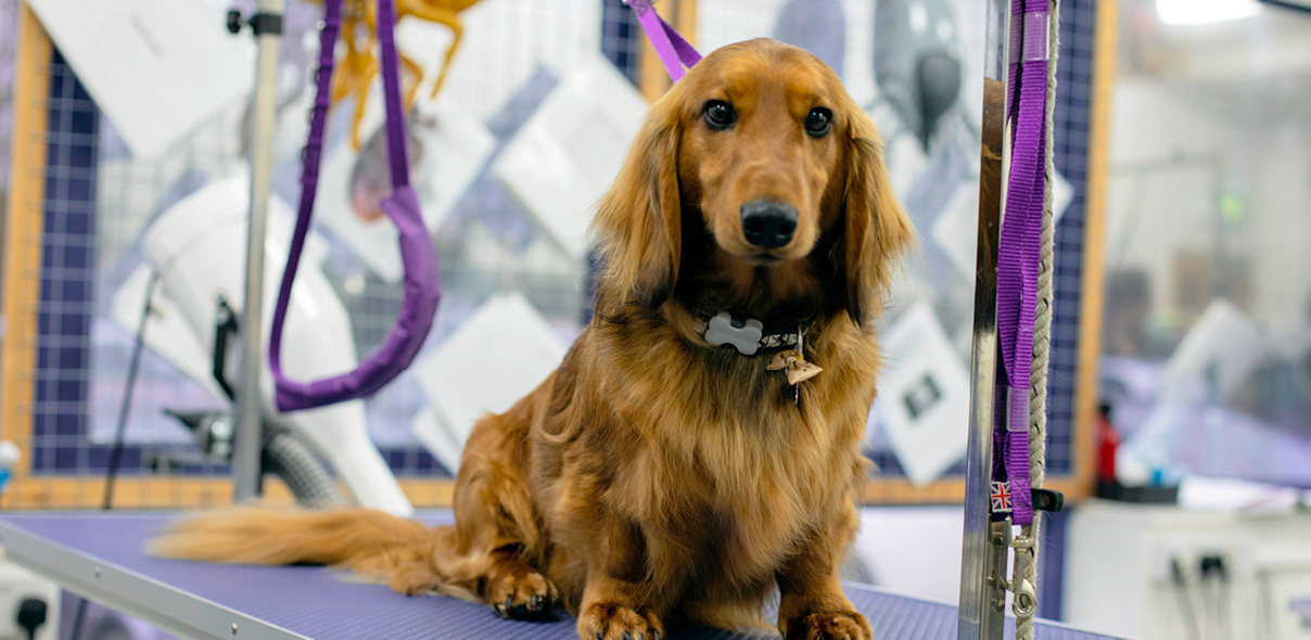 Dog Grooming CPD and Events