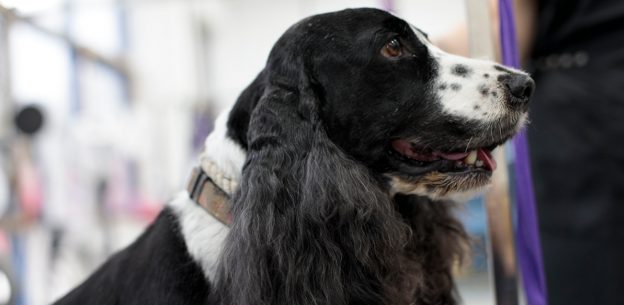 Dog Grooming Events UK