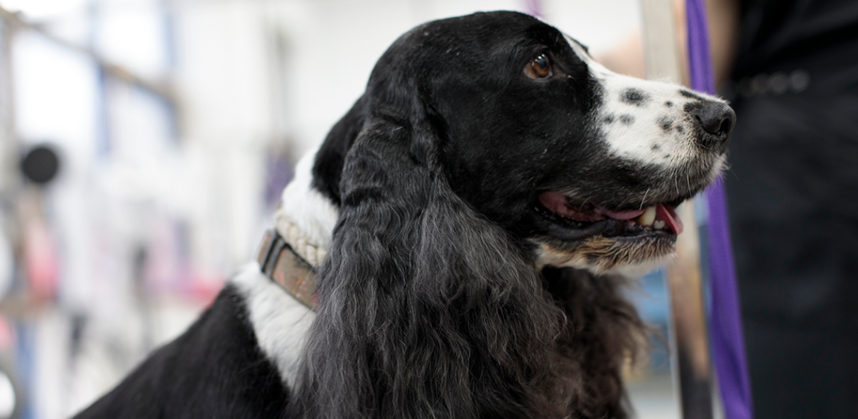 Dog Grooming Events UK