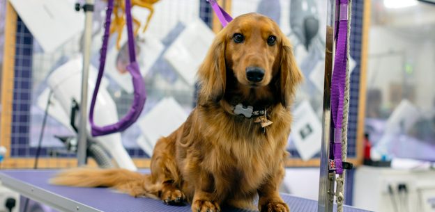 Dog Grooming CPD and Events