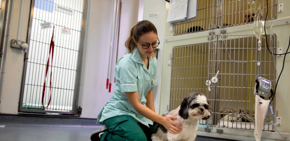 What is Live Online Veterinary Nurse Training