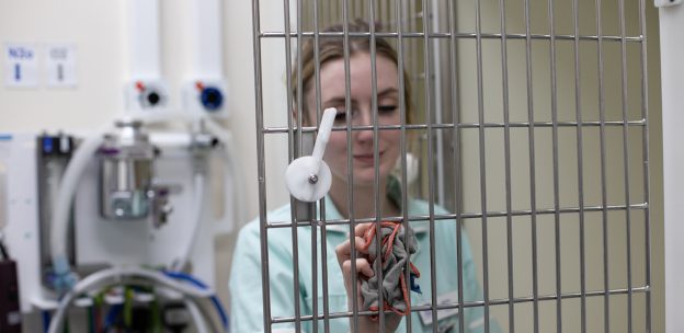 Can you start veterinary nurse training without experience