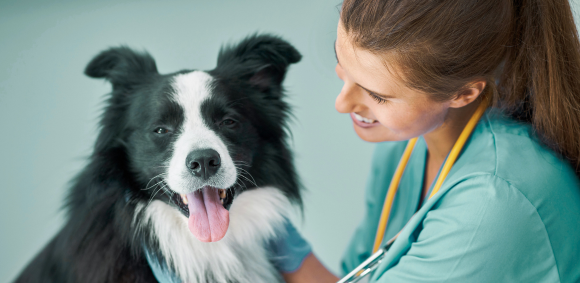 How Veterinary Nurses Show Compassion and Empathy in Their Role