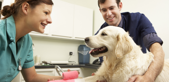 I’m a School Leaver and Want to Be a Veterinary Nurse