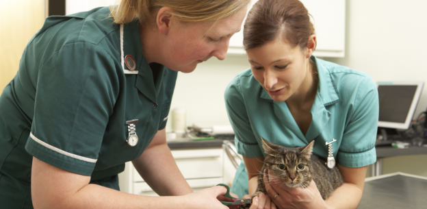 Become a Training Practice (TP) for FREE During Veterinary Nursing Awareness Month 2026