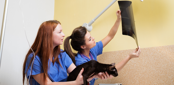 Two vet nurses hold up an xray film to the light and discuss findings
