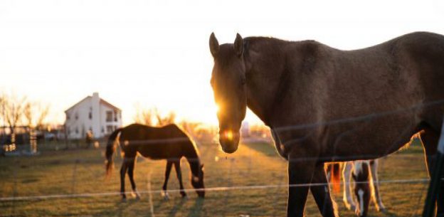 Equine Veterinary Nursing Diploma